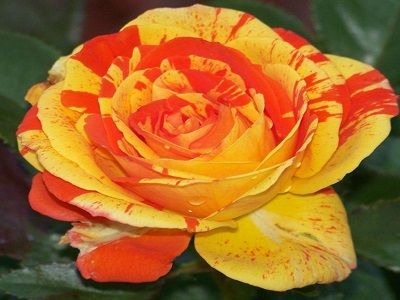 floribundroze_ORANGES AND LEMONS / PAPAGENA-rožu stādi_siguldasdarznieks_roosa