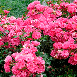 Klājeniskās rozes