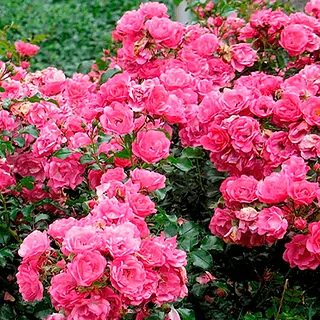 Klājeniskās rozes