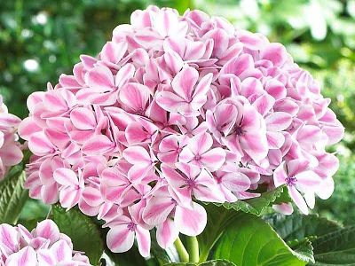 HORTENZIJA LIELLAPU / Hydrangea macrophylla-liellapu-hortenzija