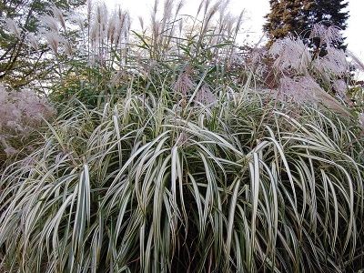 ​MISKANTE ĶĪNAS / MISCANTHUS SINENSIS „CABARET”