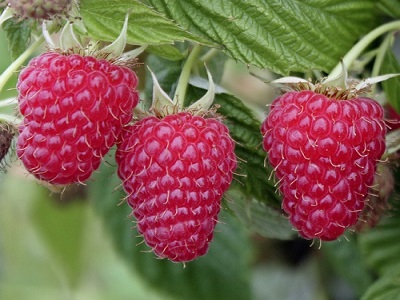 ​AVENE RUDENS / RUBUS IDAEUS „POLKA”