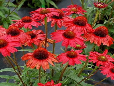 Ehinacija_fountain red_siguldasdarznieks_echinacea