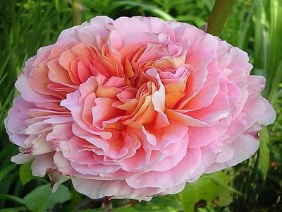 ABRAHAM DARBY