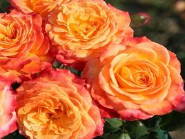 floribundroze_​METEOR-siguldasdarznieks_rožu stādi-roosa-rozes