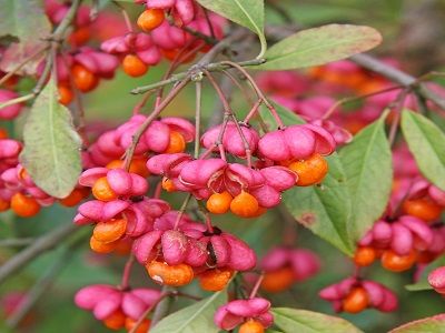 ​SEGLIŅŠ EIROPAS / Euonymus Europaeus