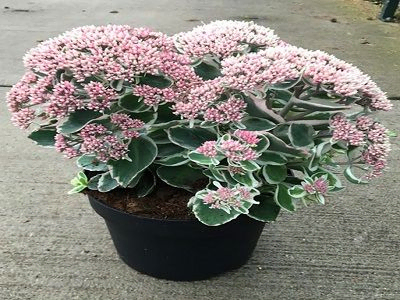 LAIMIŅŠ –  ČĪKSTENE PARASTĀ   / SEDUM TELEPHIUM „LA VIE EN ROSE