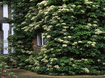 ​VĪTEŅHORTENZIJA KĀTAINĀ / Hydrangea petiolaris “SILVER LINING”