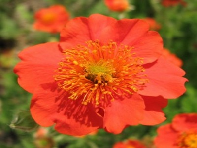 BITENE / GEUM „GRANDE ROSSO”