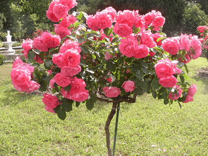 Augstumbra rozes