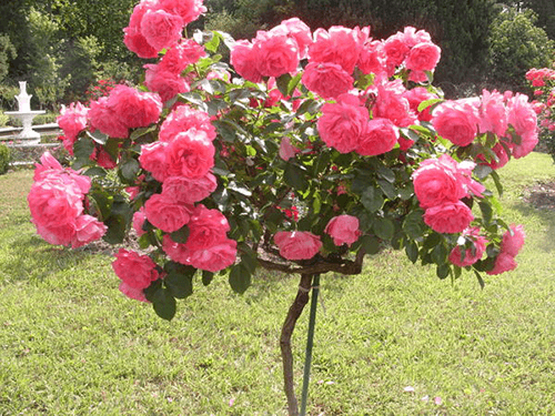 Augstumbra rozes