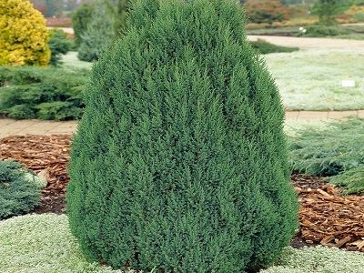 ​KADIĶIS ĶĪNAS / Juniperus chinensis „STRICTA”