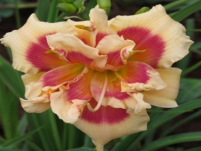 DIENZIEDE / HEMEROCALLIS „FORTY SECOND STREET”