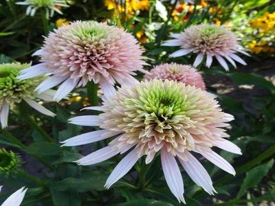 ​EHINĀCIJA / ECHINACEA „CHERRY FLUFF”