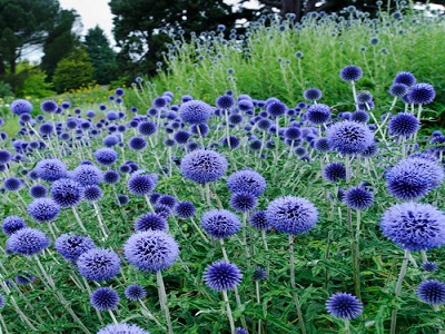 EŽZIEDE AUGSTĀ / ECHINOPS RITRO „VEITCHS BLUE”