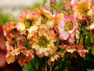 BITENE / GEUM „PRETTICOATS PEACH”