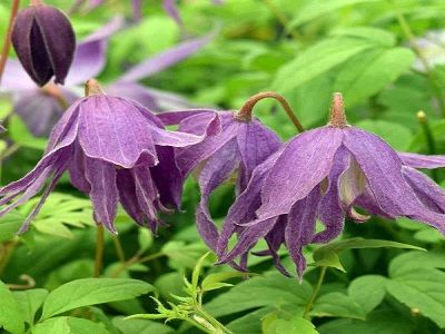 MEŽVĪTENIS KLEMATIS / CLEMATIS „PURPLE SPIDER”