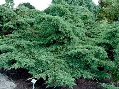 ​KADIĶIS VIDĒJAIS (Ficera) / Juniperus x media „PFITZERIANA GLAUCA”