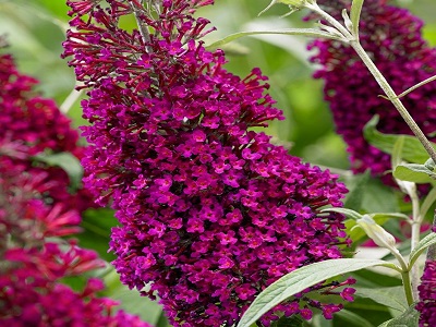 BUDLEJA DĀVIDA/ BUDDLEJA DAVIDII „SUGAR PLUM”