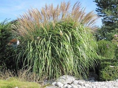 MISKANTE ĶĪNAS / MISCANTHUS SINENSIS   „GROSSE FONTANE”