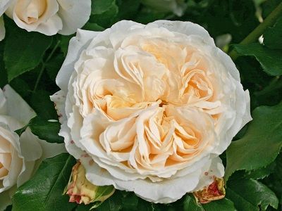 ​FLORIBUNDROZE KOSMOS