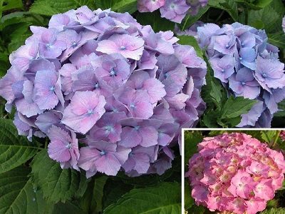 ​HORTENZIJA LIELLAPU / Hydrangea macrophylla „HAMBURG”