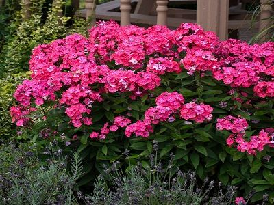 skarainais floksis falme pink_siguldasdarznieks