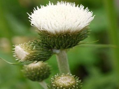 ​DADZIS STRAUTMALU / Cirsium rivulare „FROSTED MAGIC”