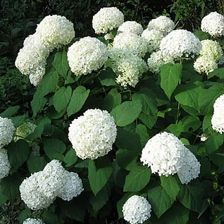 Hortenzija