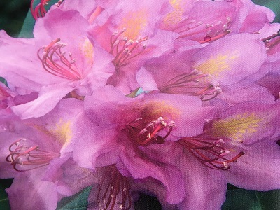 ​RODODENDRS / Rhododendron „PINK PURPLE DREAM”