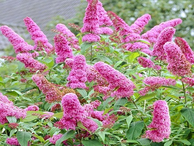 DĀVIDA BUDLEJA / BUDDLEJA DAVIDII „PINK DELIGHT”