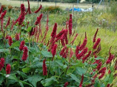 SŪRENE RAIBĀ   /   PERSICARIA AFFINIS „FAT DOMINO”