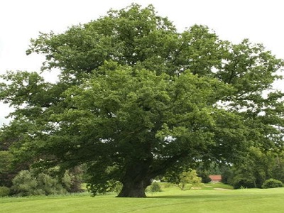 OZOLS PARASTAIS / Quercus robur