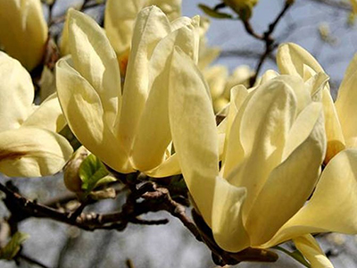 ​MAGNOLIJA /MAGNOLIA "YELLOW RIVER"