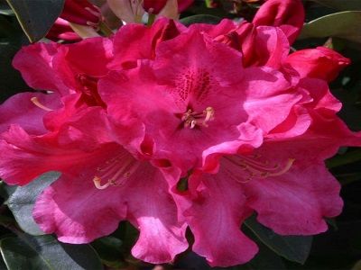 ​RODODENDRS / Rhododendron „GARTENDIREKTOR GLOCKER”