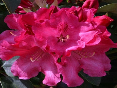 ​RODODENDRS / Rhododendron „GARTENDIREKTOR GLOCKER”