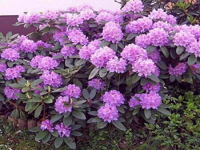 RODODENDRS Rhododendron „PURPUREUM GRANDIFLORUM”