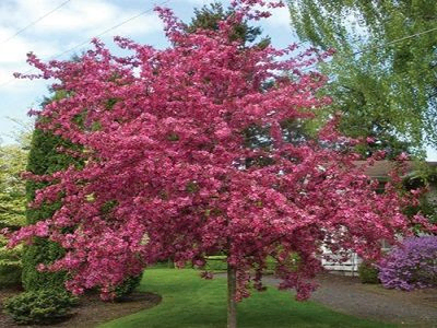 ROYAL RAINDROPS-DEKORATĪVA ĀBELE-MALUS