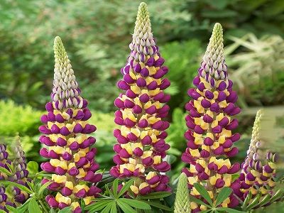 LUPĪNA / Lupinus „MANHATTAN LIGHTS”