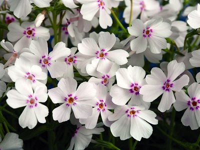 FLOKSIS ASLAPU / PHLOX SUBULATA „AMAZING GRACE”