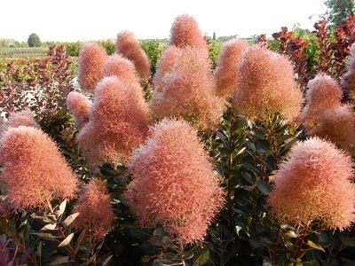 ​PARŪKKOKS PARASTAIS / Cotinus coggygria „ “MAGICAL TORCH”/ KOLMAGITO