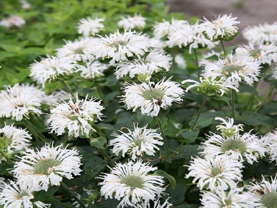 MONARDA BEE BRIGHT