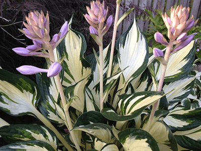 HOSTA „FIRE & ICE”