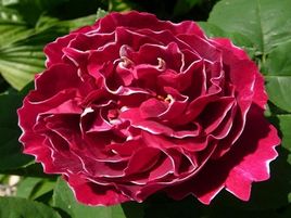 krūmu roze_BARON GIROD DE L` AIN_siguldasdarznieks_stādaudzētva_rožu stādi