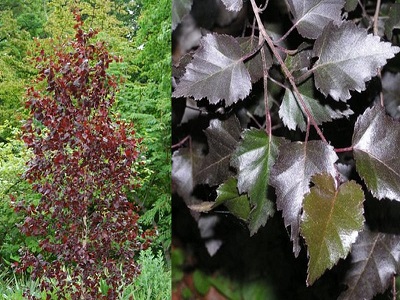 ​BĒRZS ĀRA / Betula pendula „PURPUREA”