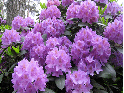 RODODENDRS /RHODODENDRON „CATAWBIENSE GRANDIFLORUM”