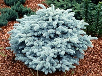 ​EGLE ASĀ (SUDRABEGLE) / Picea pungens „GLAUCA GLOBOSA”