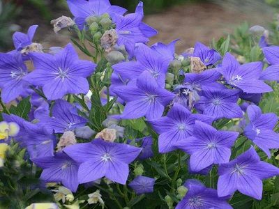 ​PLATPULKSTENĪTE ZEMĀ / PLATYCODON GRANDIFLORA „POP STAR BLUE”