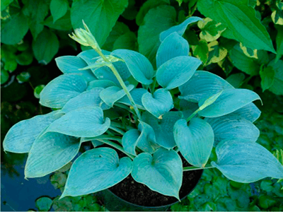 FRAGRANT BLUE - HOSTA