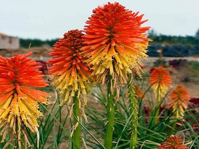 KNIFOFIJA / KNIPHOFIA x HYBRIDA „POCO DAYBREAK”